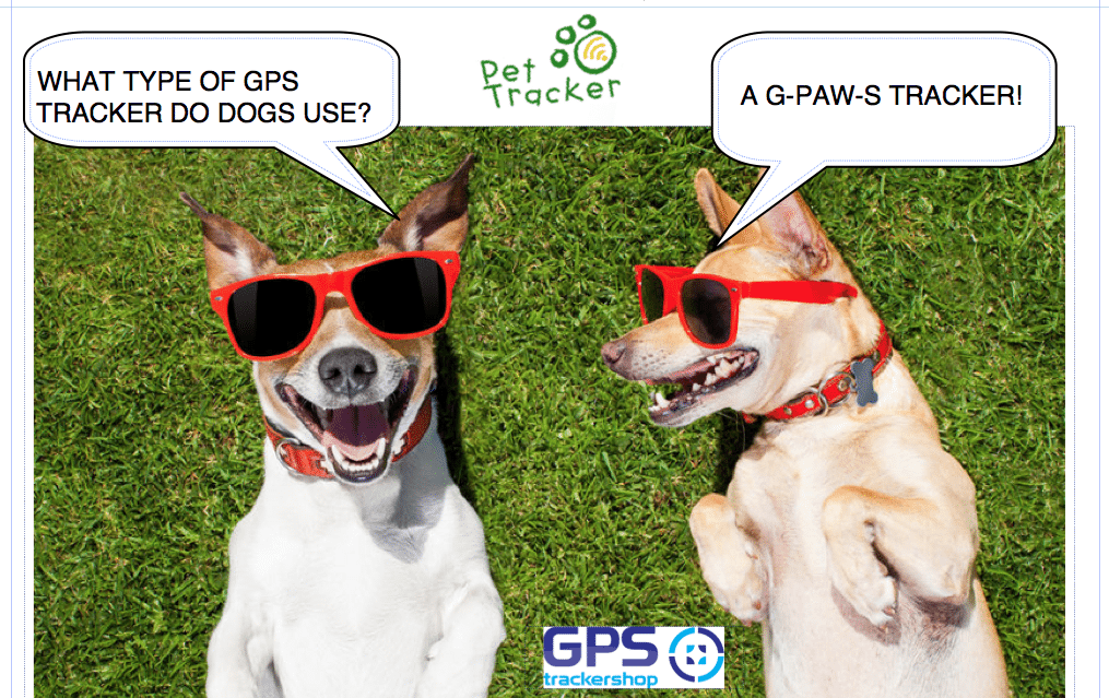 THE BEST GPS TRACKER FOR DOGS